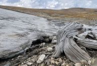 Derretimento de gelo revela floresta milenar "enterrada" em montanhas