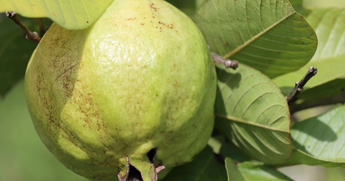 Conheça a árvore ideal para sua casa: mantém as folhas o ano todo, produz frutas e flores comestíveis