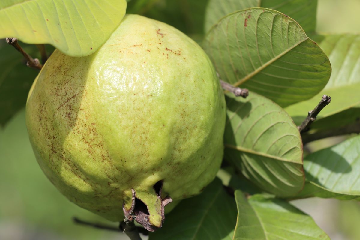 “Capital do Abacaxi” colhe mais de 9 milhões de frutos e atrai moradores pela qualidade de vida