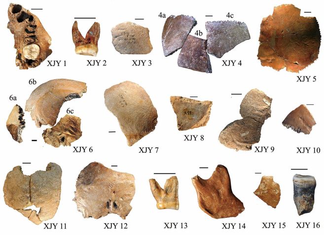 Os 16 fragmentos de ossos fossilizados encontrados em Xujiayao, no norte da China • Courtesy Xiujie Wu via CNN Newsource