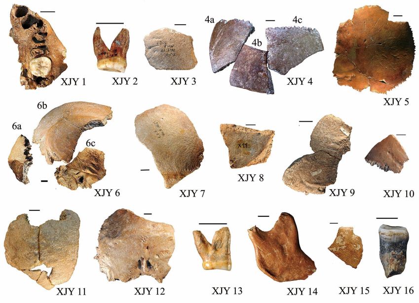 Os 16 fragmentos de ossos fossilizados encontrados em Xujiayao, no norte da China • Courtesy Xiujie Wu via CNN Newsource