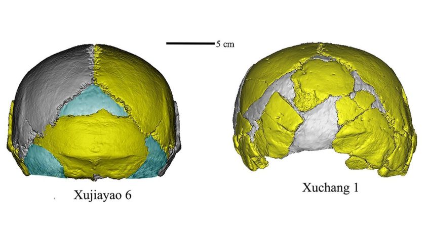 Crânios reconstruídos digitalmente a partir de restos fossilizados encontrados em Xujiayao e Xuchang. O formato grande, baixo e largo é distinto dos crânios de outras espécies de hominídeos conhecidas • Courtesy Xiujie Wu via CNN Newsource