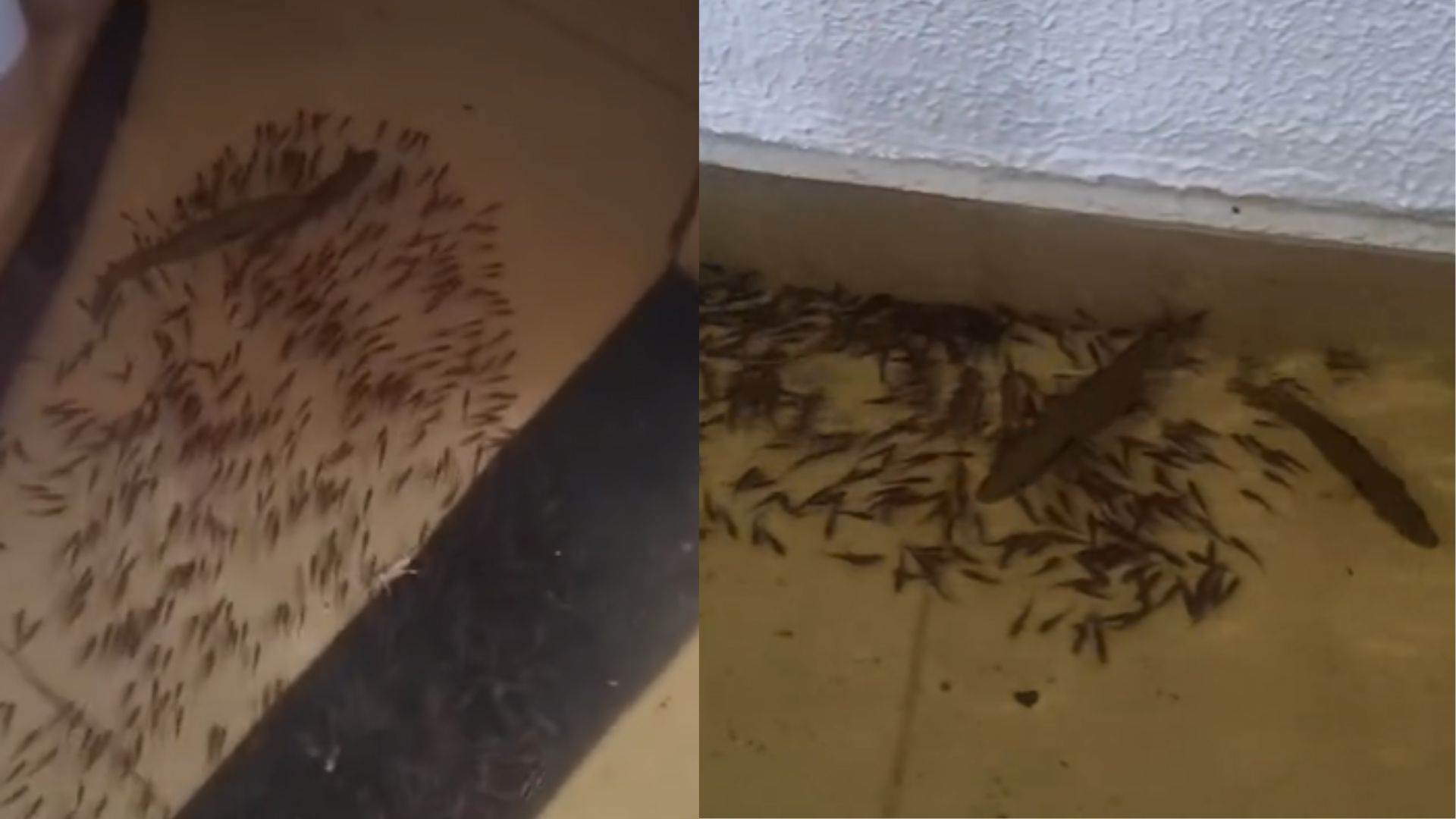 peixes
