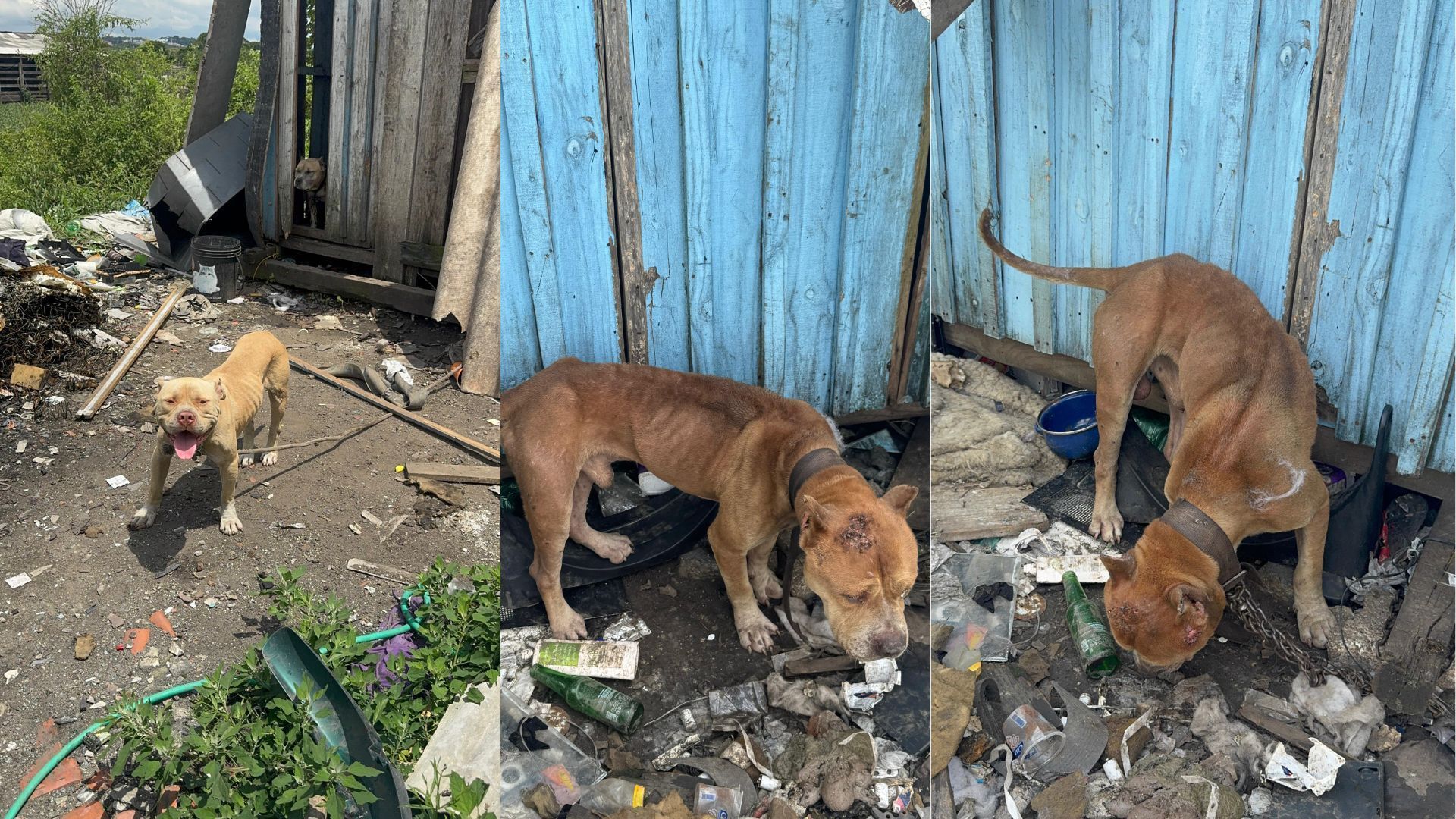 pit-bulls são resgatados de maus-tratos no PR