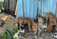 Cães pitbulls são resgatados de maus-tratos em Curitiba; tutor é preso