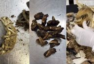 Bagagem com rato empalado e cabeça de cobra é parada em aeroporto de SP