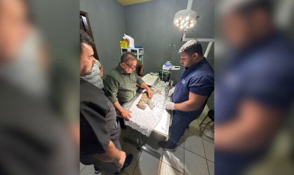 Filhote de onça-pintada mantida amarrada com coleira é resgatada em Roraima