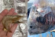 Microplásticos contaminam 90% dos camarões no litoral de SP, aponta Unesp