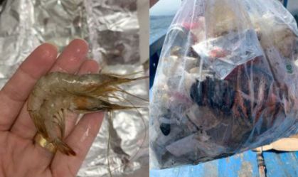 Microplásticos contaminam 90% dos camarões no litoral de SP, aponta Unesp
