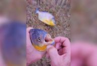 Qual a espécie de piranha que atacou banhistas em SP; entenda
