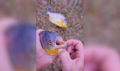 Qual a espécie de piranha que atacou banhistas em SP; entenda