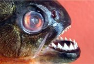 Criança tem parte do dedo arrancado em ataque de piranha em GO