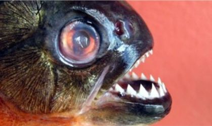 Criança tem parte do dedo arrancado em ataque de piranha em GO