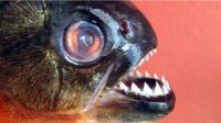 Criança tem parte do dedo arrancado em ataque de piranha em GO