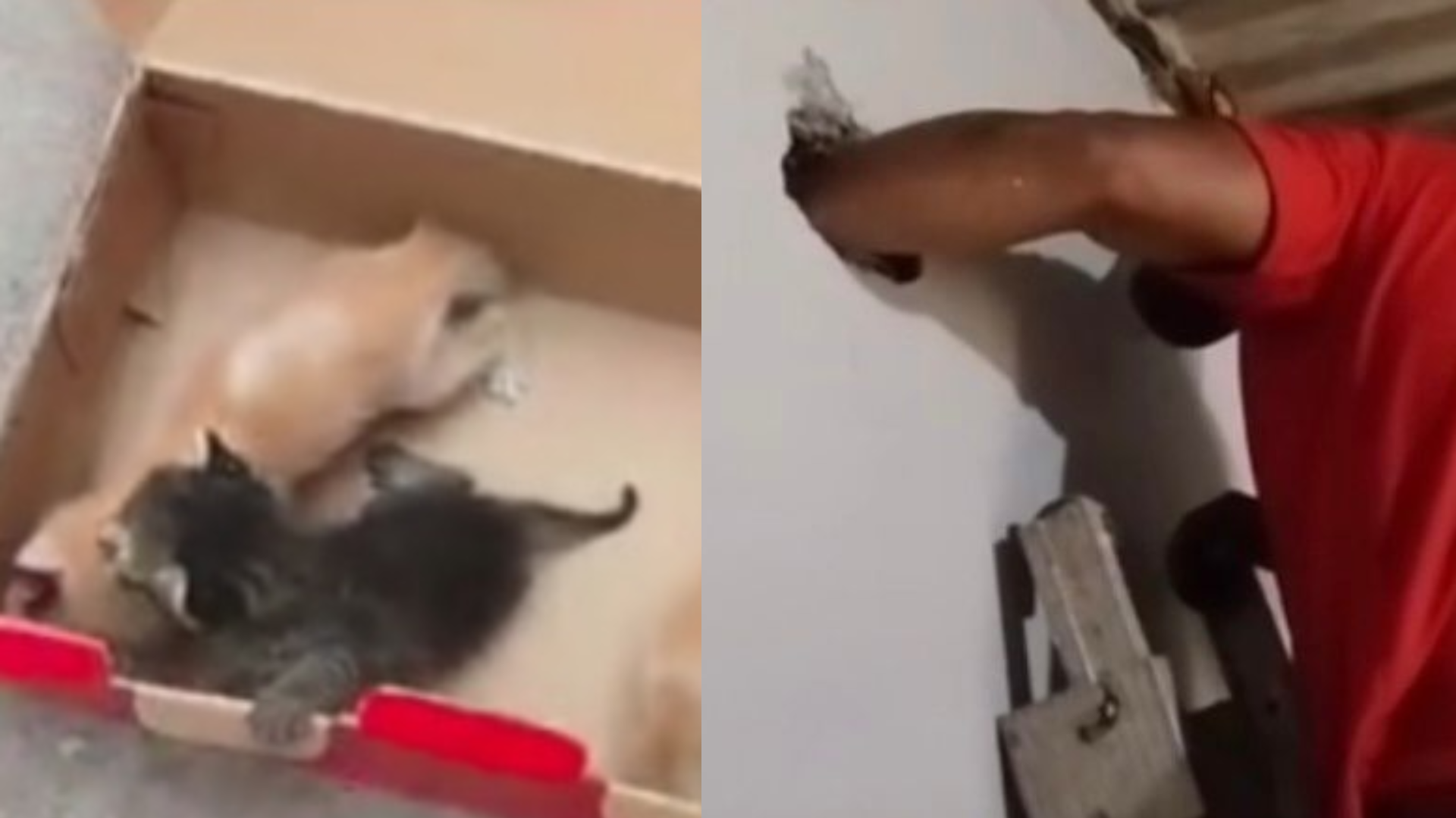 Bombeiros resgatam filhotes de gato presos dentro de parede em SP
