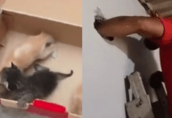 Ação do bem: bombeiros salvam três filhotes de gato presos em parede