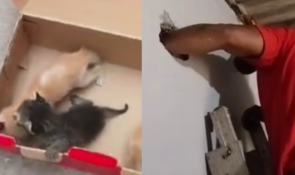 Ação do bem: bombeiros salvam três filhotes de gato presos em parede