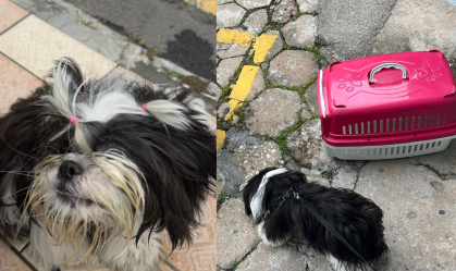 Mulher é presa em flagrante após deixar cão preso no carro por 3 horas em SC