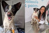 Vaquinha para tratar cachorro ferido após queda de avião ultrapassa R$6mil
