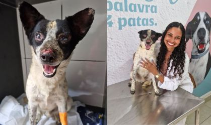 Vaquinha para tratar cachorro ferido após queda de avião ultrapassa R$6mil
