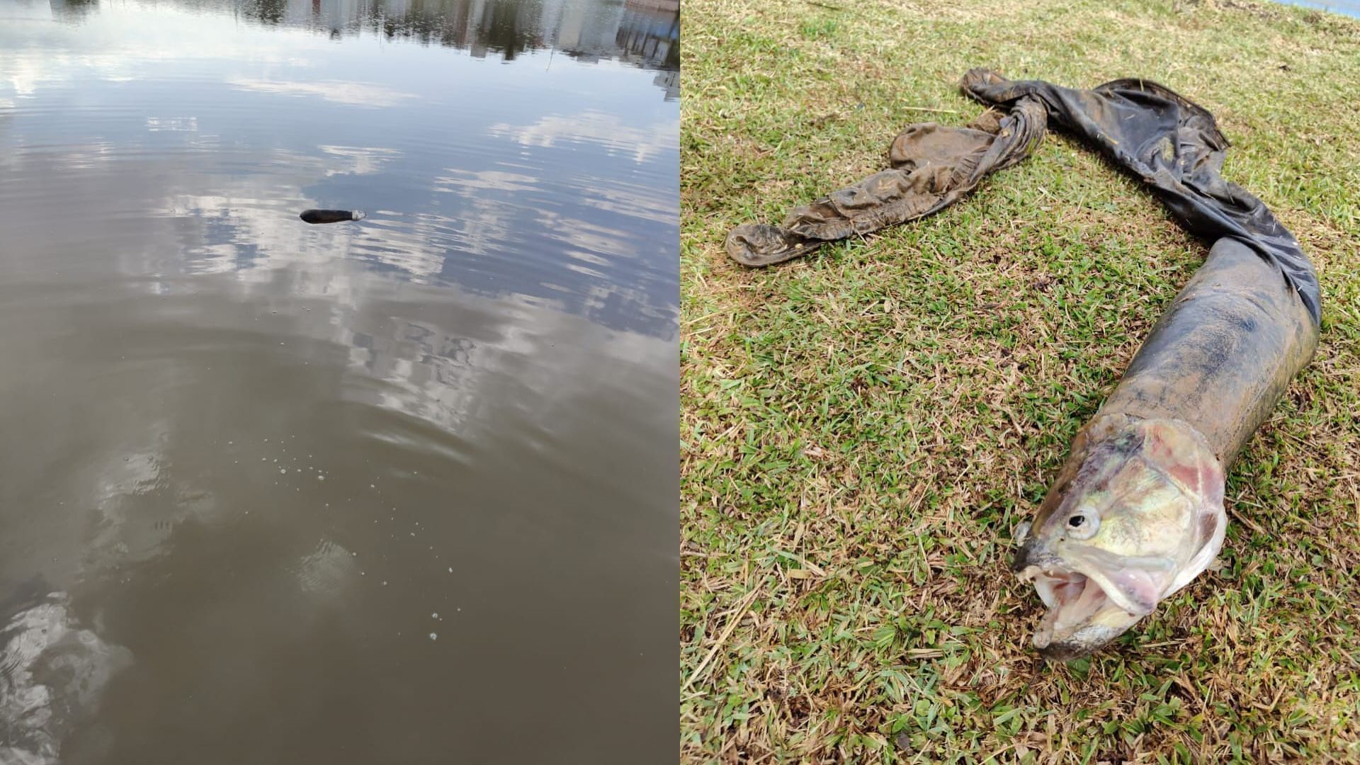 Bombeiros recebem chamado de cadáver em lago e encontram peixe preso em calça no PR