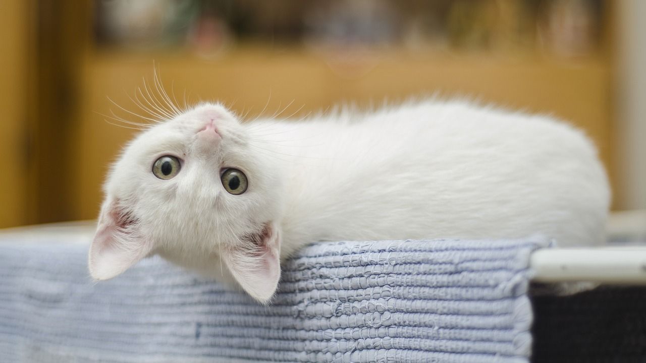 Gata foi aceita como autora de ação judicial contra clínica (foto ilustrativa)