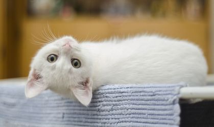 Gata foi aceita como autora de ação judicial contra clínica (foto ilustrativa)