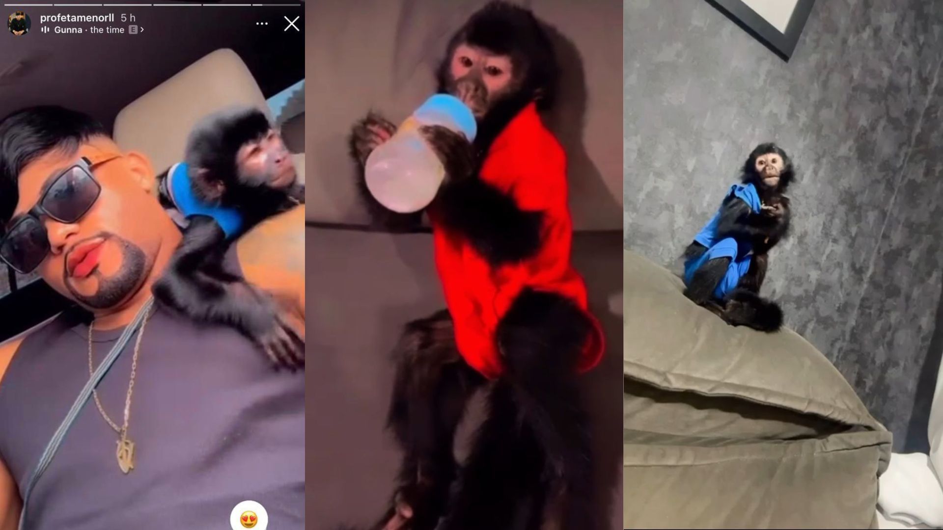 Polícia resgata filhote de macaco-prego em casa de “profeta” em SP; entenda