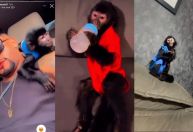 Polícia resgata filhote de macaco na casa de influenciador em SP