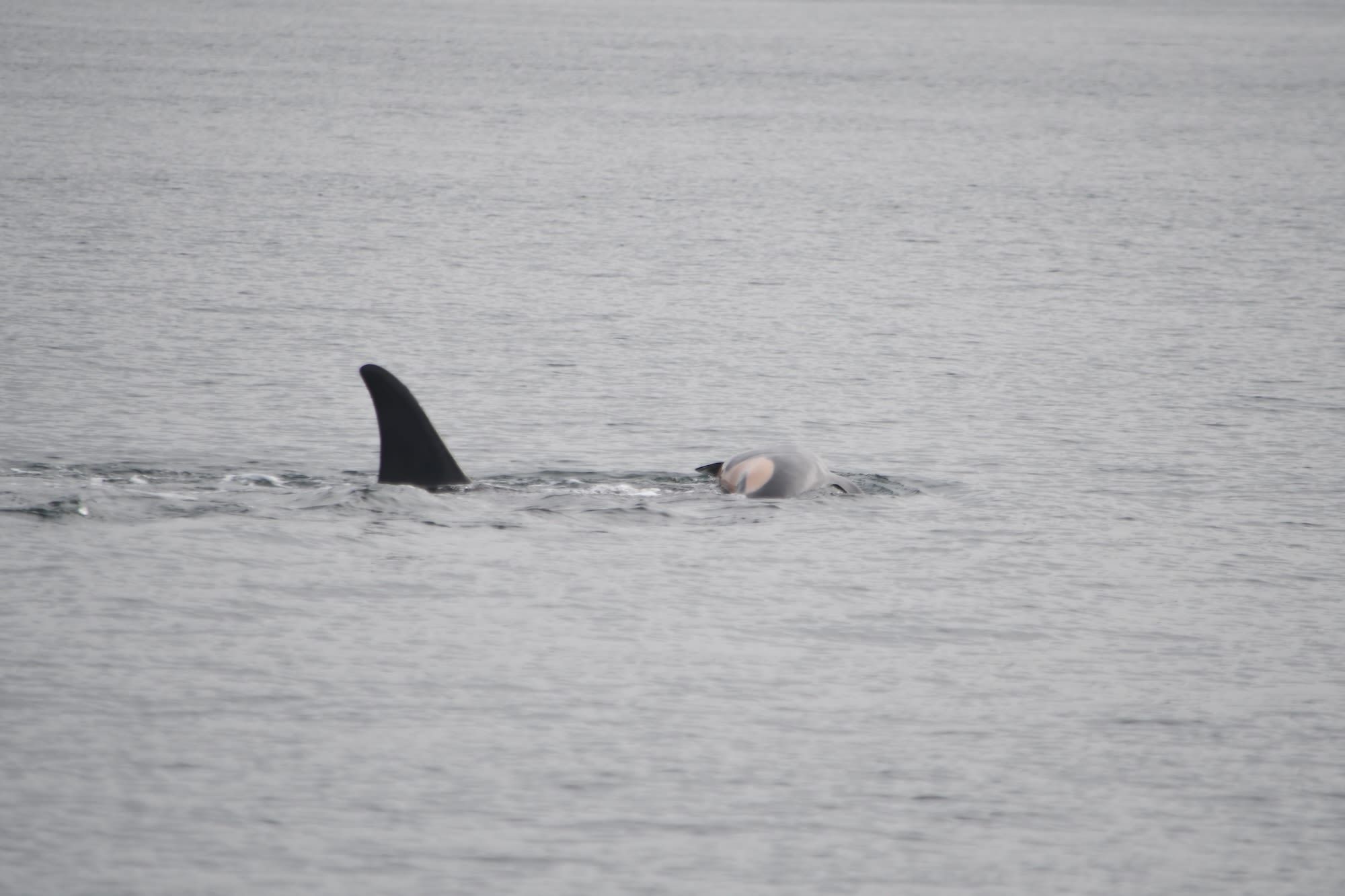 Sabe-se que algumas orcas fêmeas carregam seus filhotes mortos, mas o tempo e a distância que Tahlequah carregou seus dois filhotes mortos são incomuns, de acordo com especialistas • Candice Emmons/Pesca NOAA