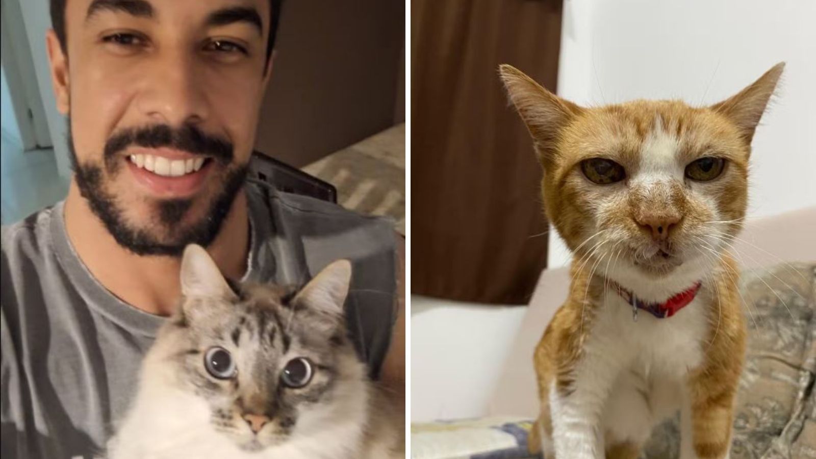 Maike tem duas gatas, Nala e Luna; enquanto Gabriel tem sete gatinhos • Reprodução/Ghsow/Arquivo Pessoal/