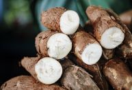 Mandioca contribui para boa saúde do intestino, conclui estudo brasileiro