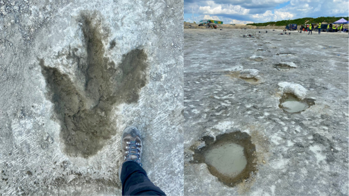 Pedreira no Reino Unido tinha a maior estrada de pegadas de dinossauros do mundo