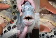"Sorriso molhado": peixe com "dente humano" viraliza após ser pescado no ES; entenda o caso