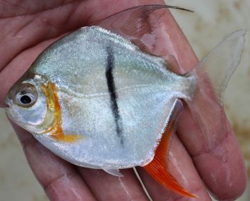 Piranha vegetariana chamada Myloplus sauron foi encontrada no rio Xingu, no Brasil