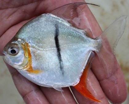 Piranha vegetariana chamada Myloplus sauron foi encontrada no rio Xingu, no Brasil