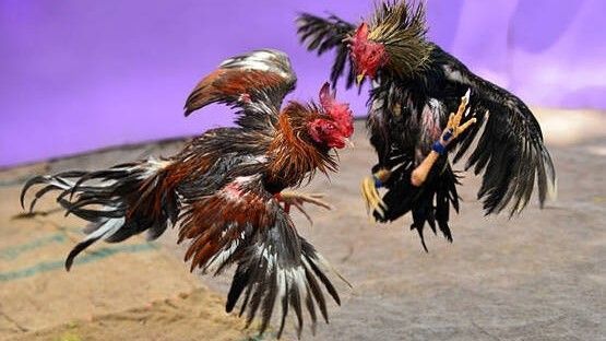 rinha de galo