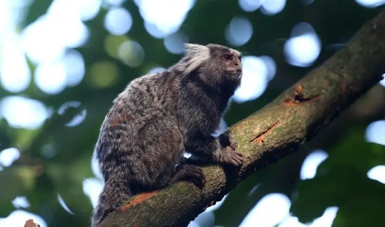 sagui