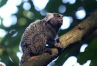 Morre em Pernambuco mulher que contraiu raiva humana após mordida de sagui