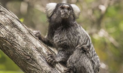 Quais as complicações da raiva humana e por que é tão letal?