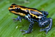 Anfíbios do Brasil serão os mais prejudicados por seca e aquecimento, diz estudo