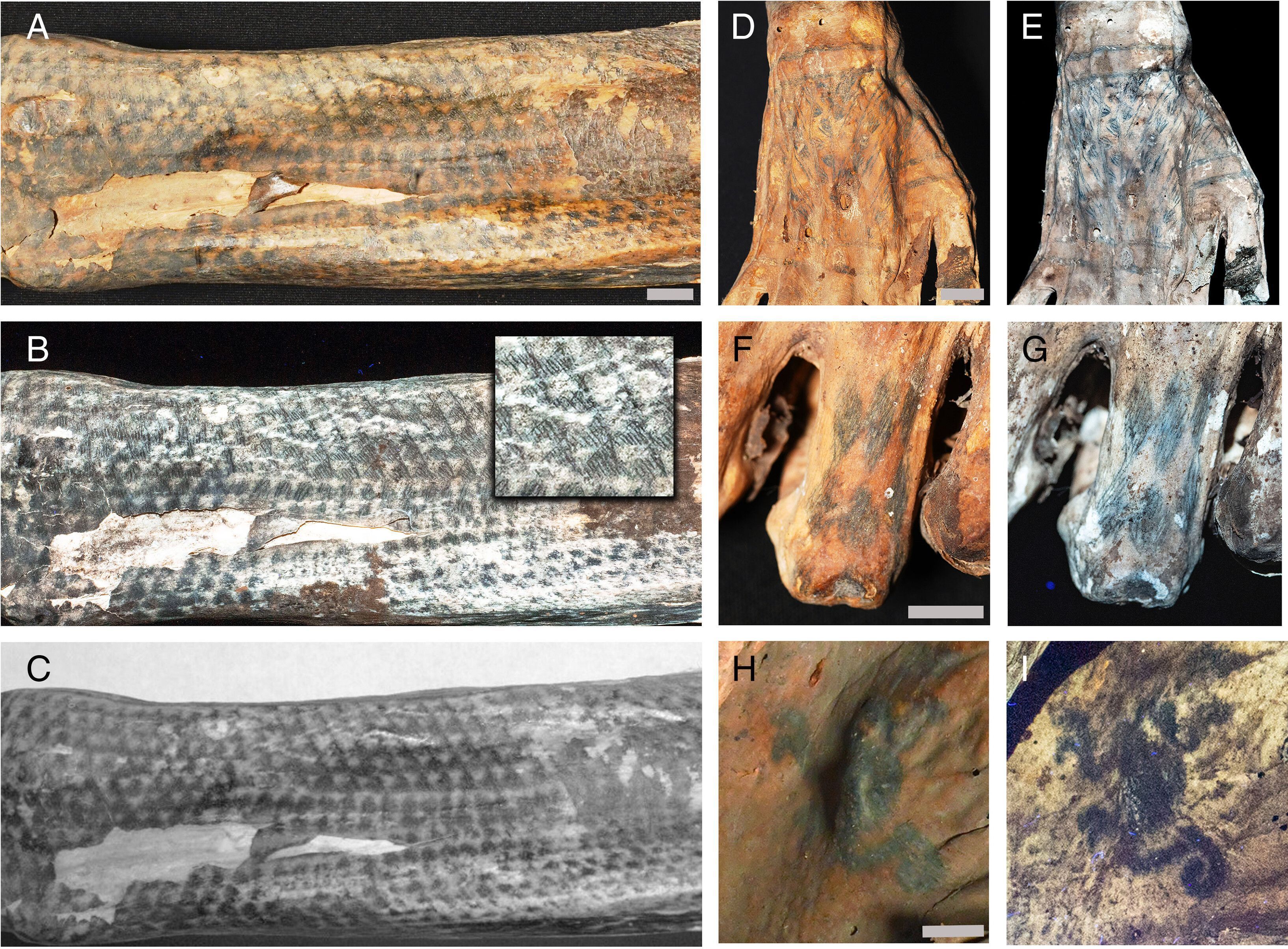 Cientistas usaram imagens a laser para revelar tatuagens excepcionais de linhas finas com detalhes tão estreitos quanto 0,1-0,2 mm em restos humanos mumificados de 1.200 anos do povo pré-hispânico Chancay, do Peru • Thomas G. Kaye, Judyta Bąk, Henry William Marcelo e Michael Pittman