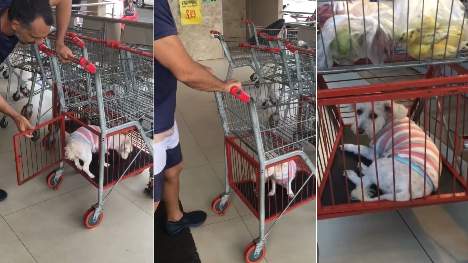 video.cachorra.lily