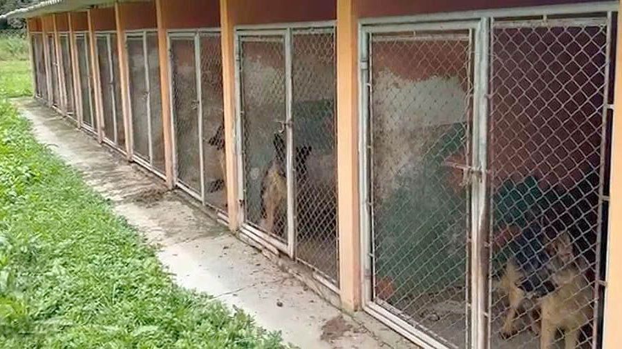 PCPR resgata 120 cães vítimas de maus-tratos em canil de Almirante Tamandaré