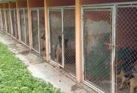 Vídeo: mulher é presa por manter 120 cães confinados em gaiolas no PR