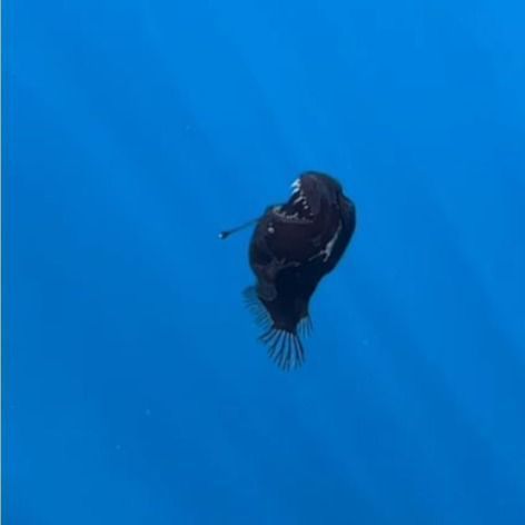 1-peixe-diabo-negro-1