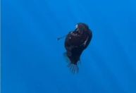 Peixe "diabo negro" na superfície: quais motivos fariam o animal subir
