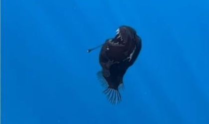 Peixe "diabo negro" na superfície: quais motivos fariam o animal subir