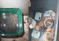 GO: briga de vizinhos termina em apreensão de animais exóticos