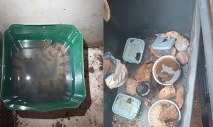 GO: briga de vizinhos termina em apreensão de animais exóticos